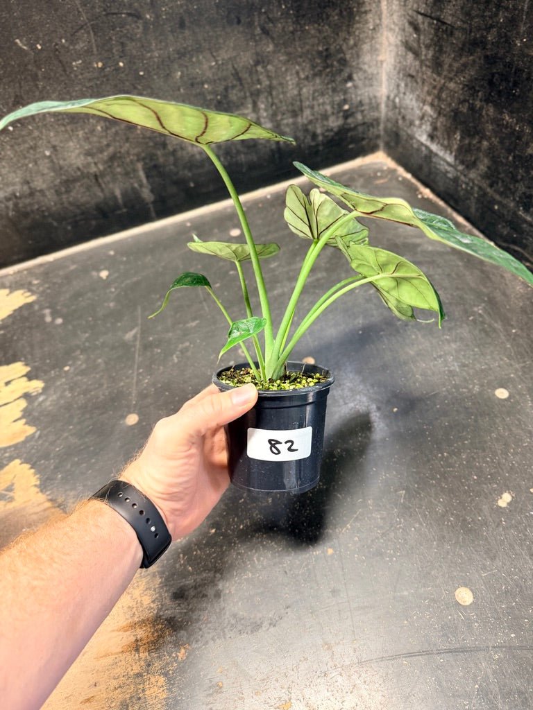 Handpicked 82 - Alocasia Baginda - Dragon Scale Mint - 100mm Pot | Uprooted