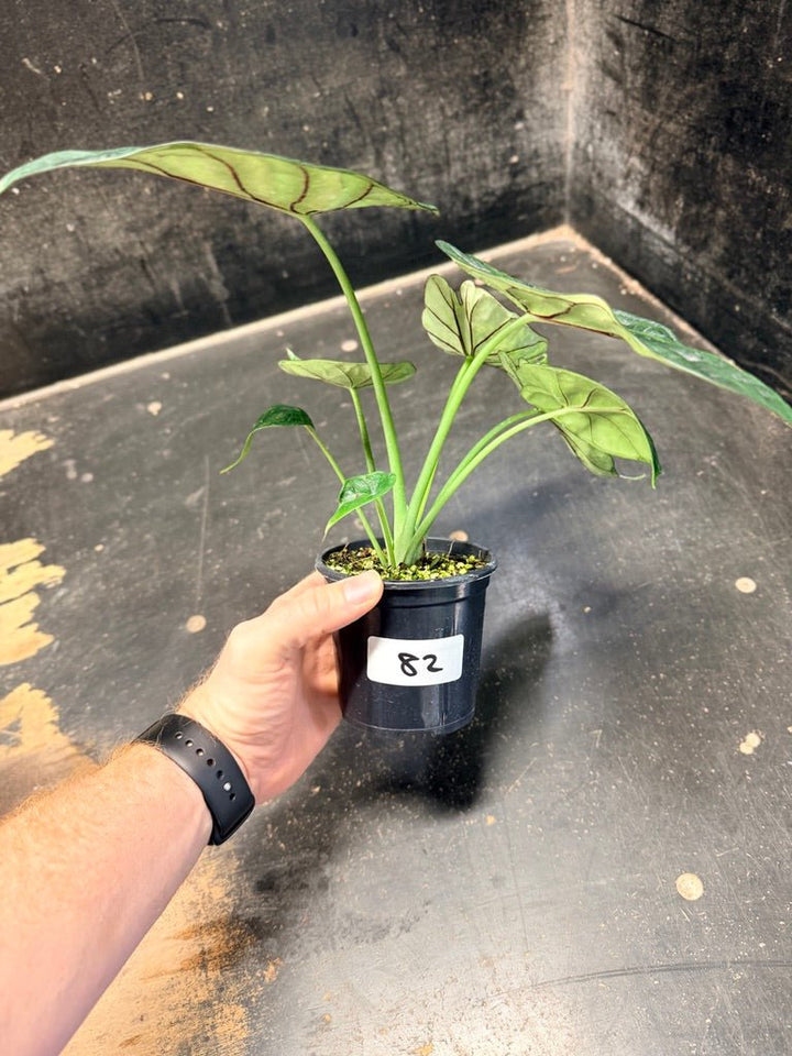 Handpicked 82 - Alocasia Baginda - Dragon Scale Mint - 100mm Pot | Uprooted