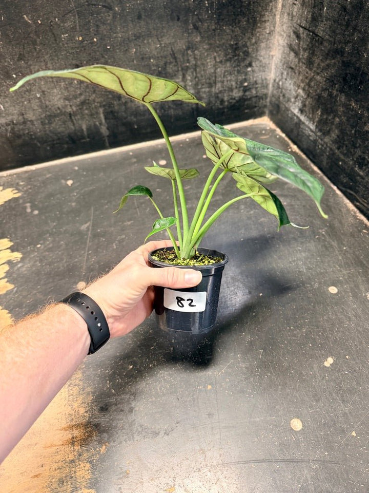 Handpicked 82 - Alocasia Baginda - Dragon Scale Mint - 100mm Pot | Uprooted