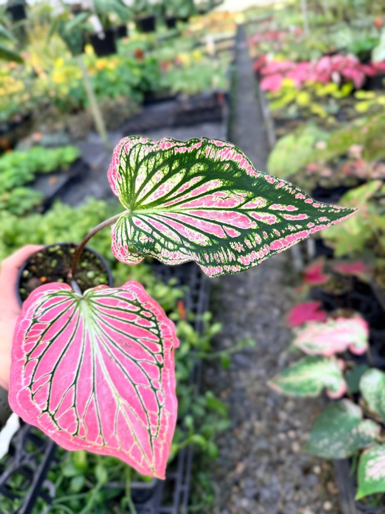 Handpicked 82 - Caladium Bicolor - Thai Beauty | Uprooted