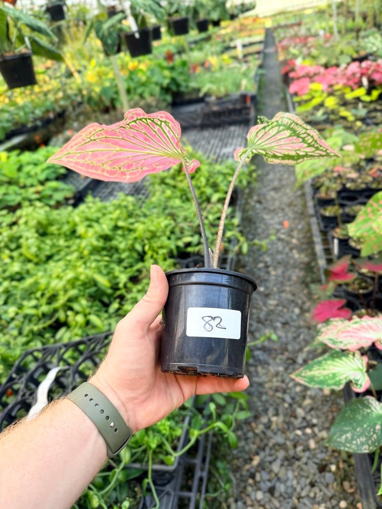 Handpicked 82 - Caladium Bicolor - Thai Beauty | Uprooted