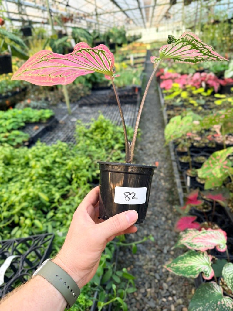 Handpicked 82 - Caladium Bicolor - Thai Beauty | Uprooted