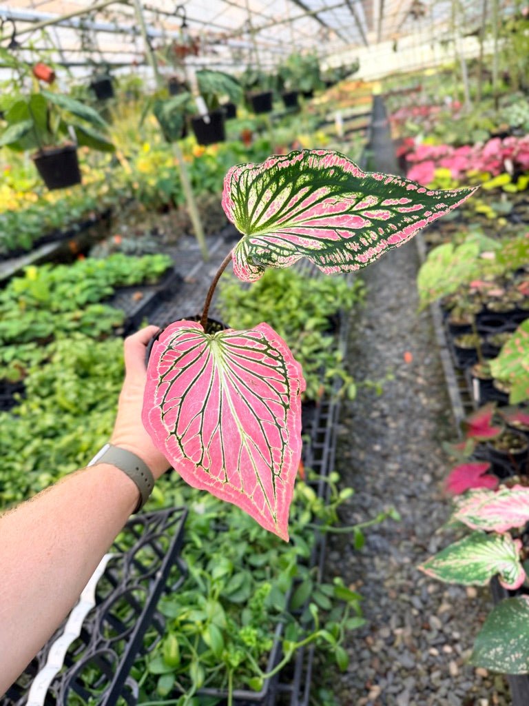 Handpicked 82 - Caladium Bicolor - Thai Beauty | Uprooted