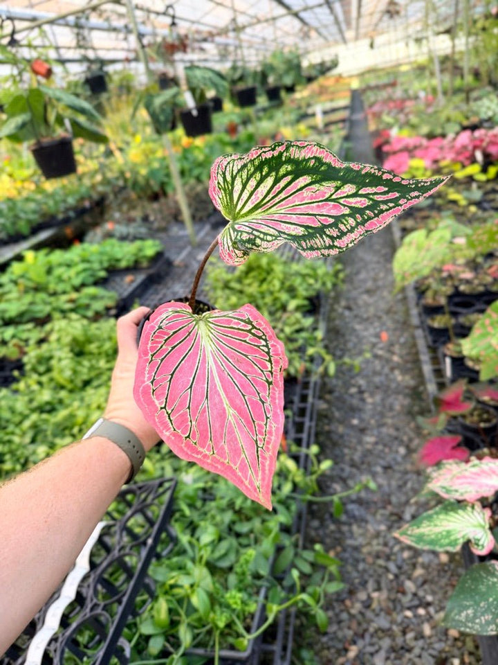 Handpicked 82 - Caladium Bicolor - Thai Beauty | Uprooted