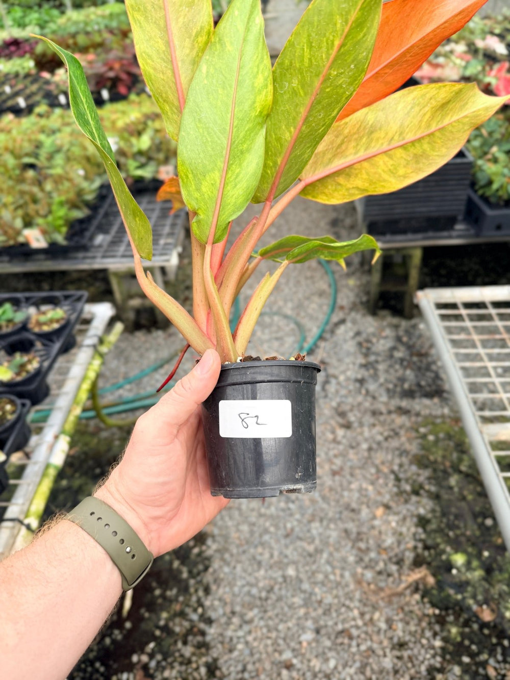 Handpicked 82 - Philodendron Erubescens - Autumn Queen | Uprooted