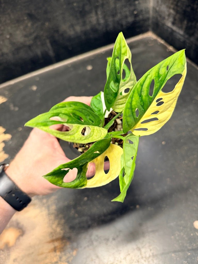 Handpicked 83 - Monstera Adansonii Monkey Mask Albo | Uprooted