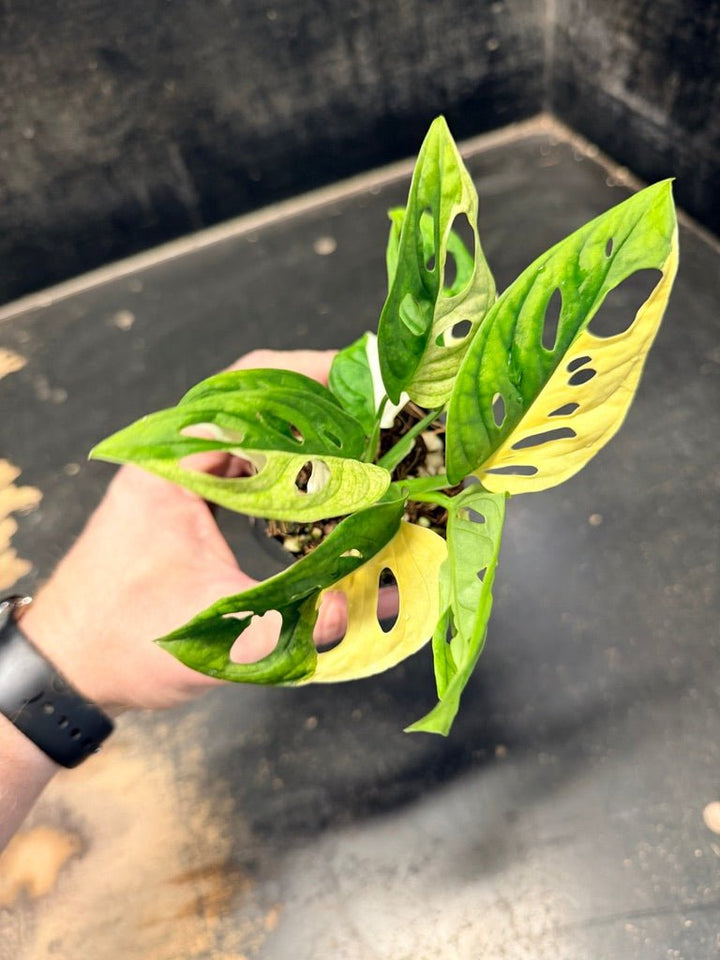 Handpicked 83 - Monstera Adansonii Monkey Mask Albo | Uprooted