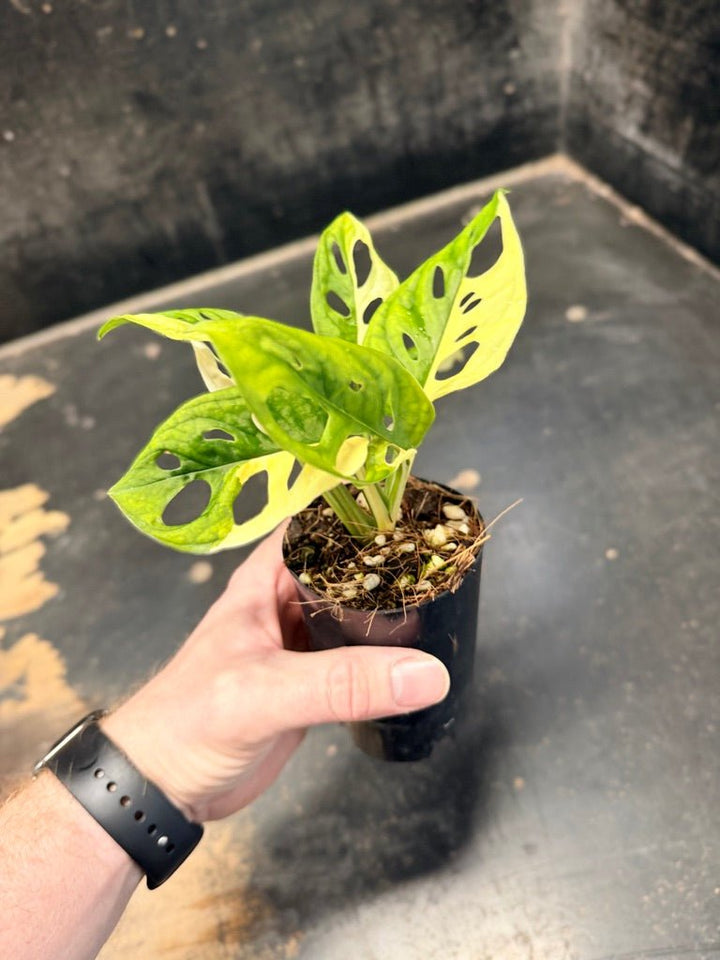 Handpicked 83 - Monstera Adansonii Monkey Mask Albo | Uprooted