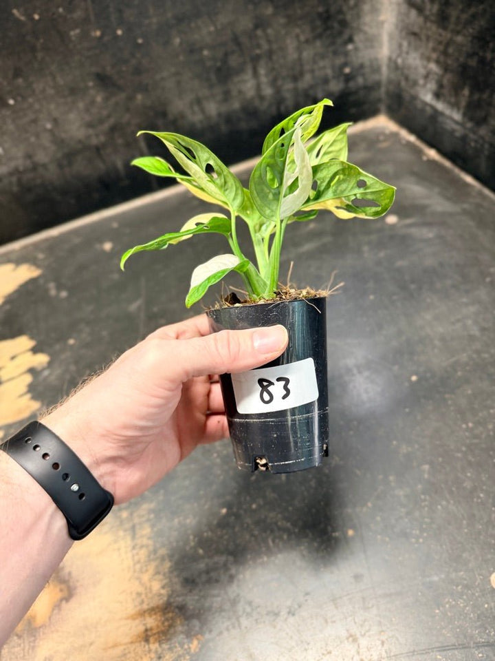 Handpicked 83 - Monstera Adansonii Monkey Mask Albo | Uprooted