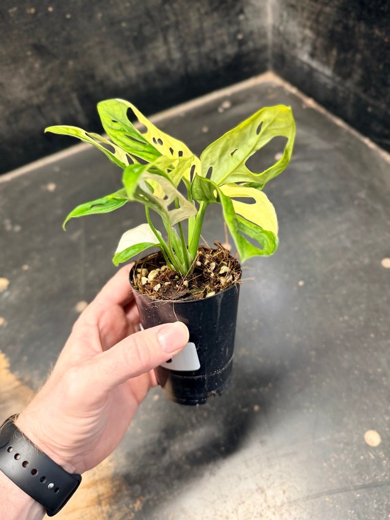 Handpicked 83 - Monstera Adansonii Monkey Mask Albo | Uprooted