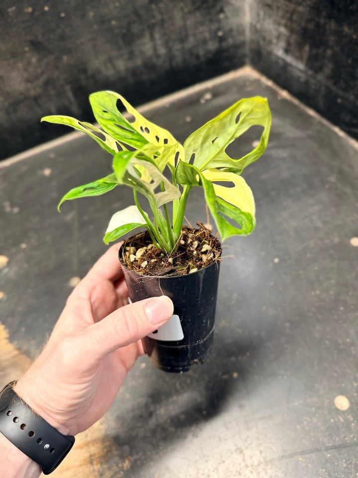 Handpicked 83 - Monstera Adansonii Monkey Mask Albo | Uprooted