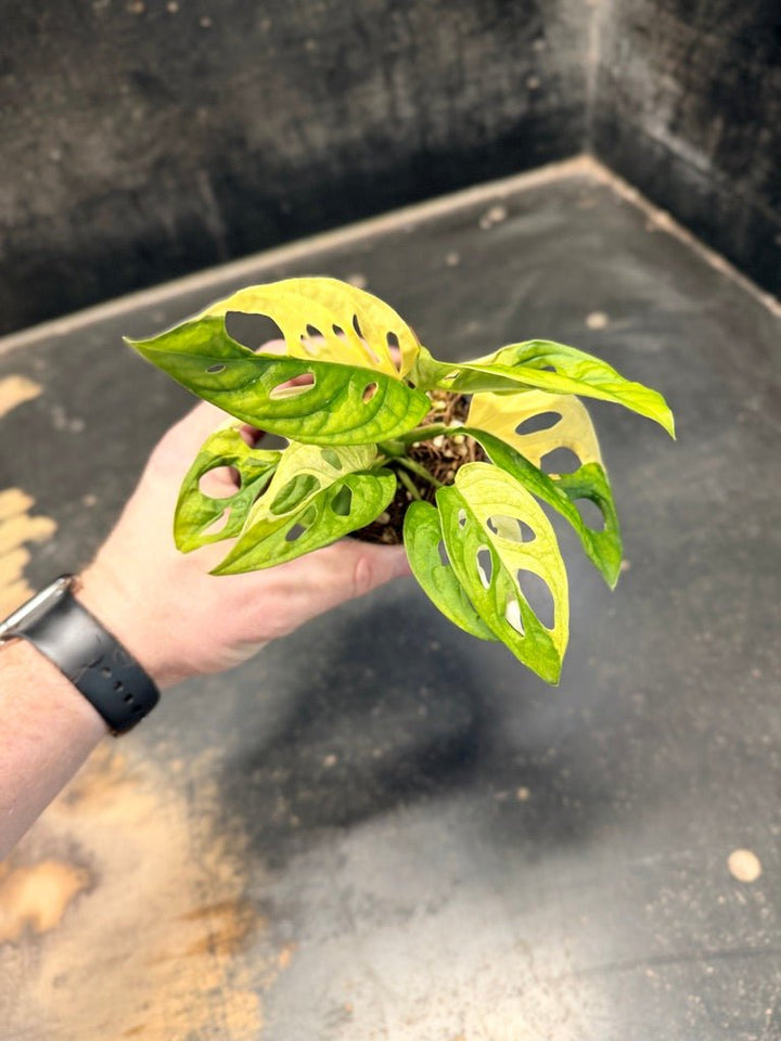 Handpicked 83 - Monstera Adansonii Monkey Mask Albo | Uprooted