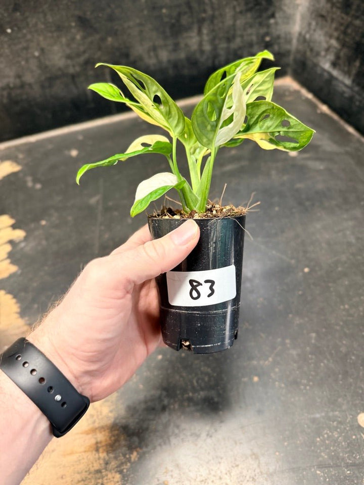 Handpicked 83 - Monstera Adansonii Monkey Mask Albo | Uprooted