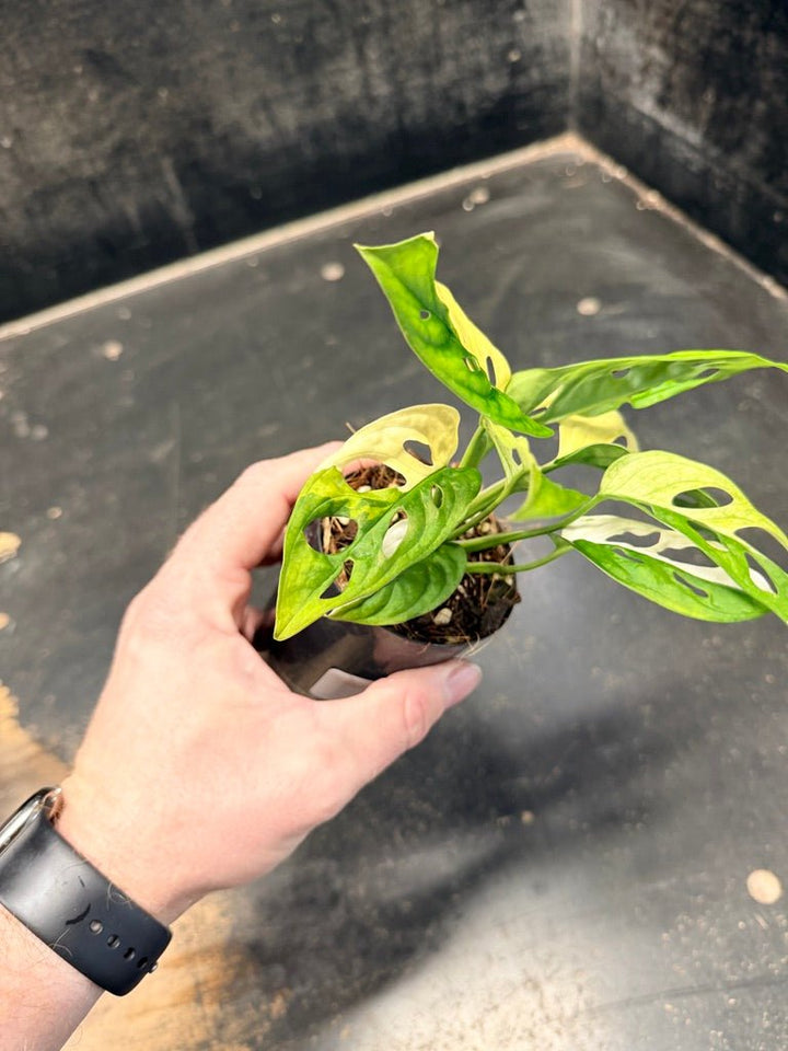 Handpicked 83 - Monstera Adansonii Monkey Mask Albo | Uprooted