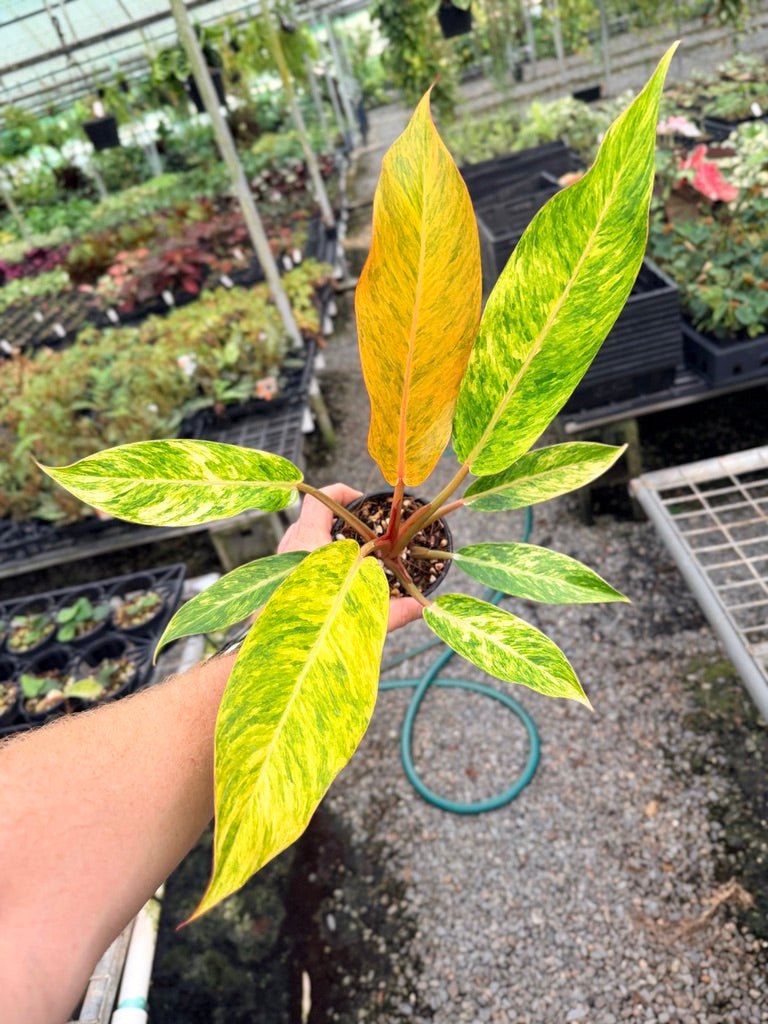 Handpicked 83 - Philodendron Erubescens - Autumn Queen | Uprooted