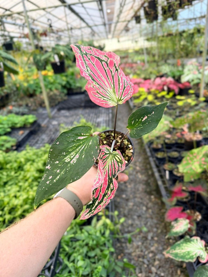 Handpicked 84 - Caladium Bicolor - Thai Beauty | Uprooted