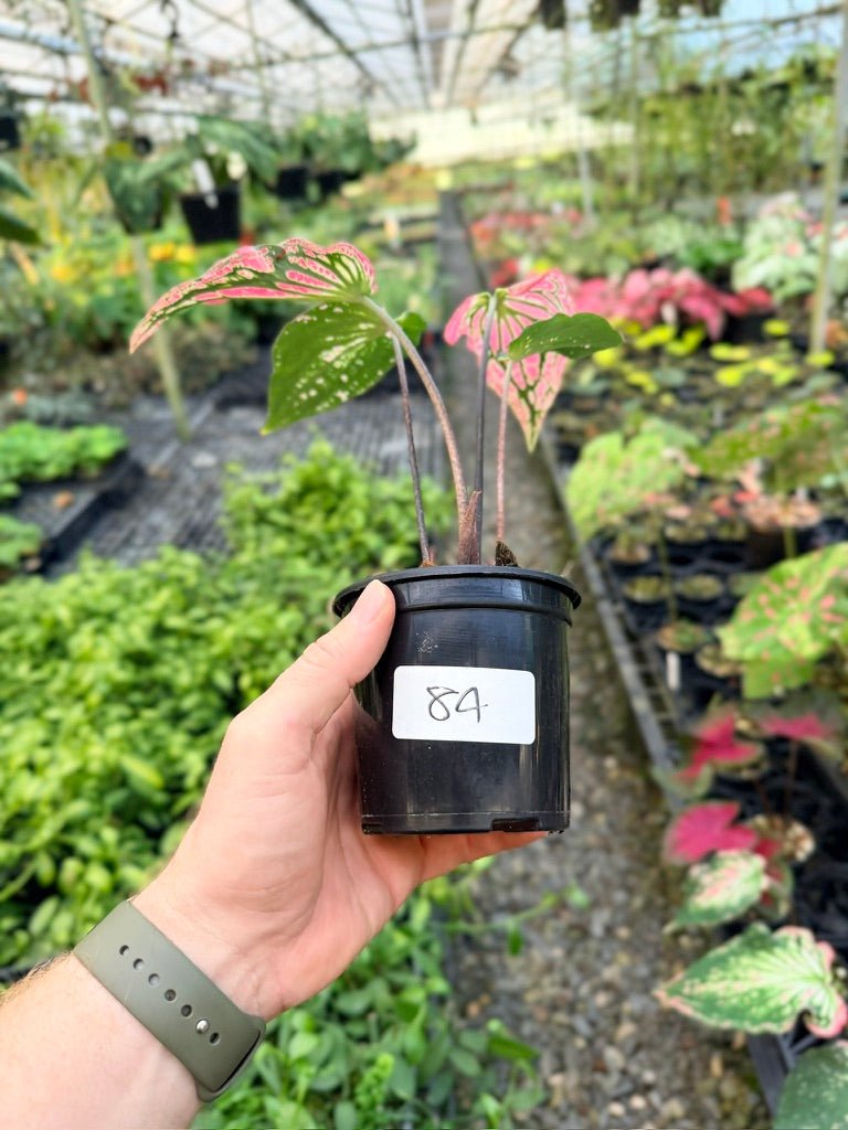 Handpicked 84 - Caladium Bicolor - Thai Beauty | Uprooted
