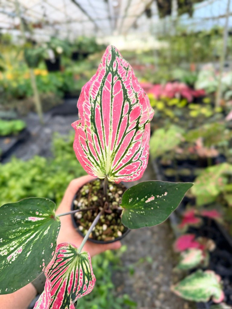 Handpicked 84 - Caladium Bicolor - Thai Beauty | Uprooted