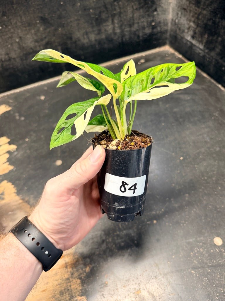 Handpicked 84 - Monstera Adansonii Monkey Mask Albo | Uprooted