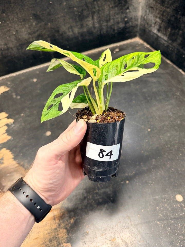 Handpicked 84 - Monstera Adansonii Monkey Mask Albo | Uprooted