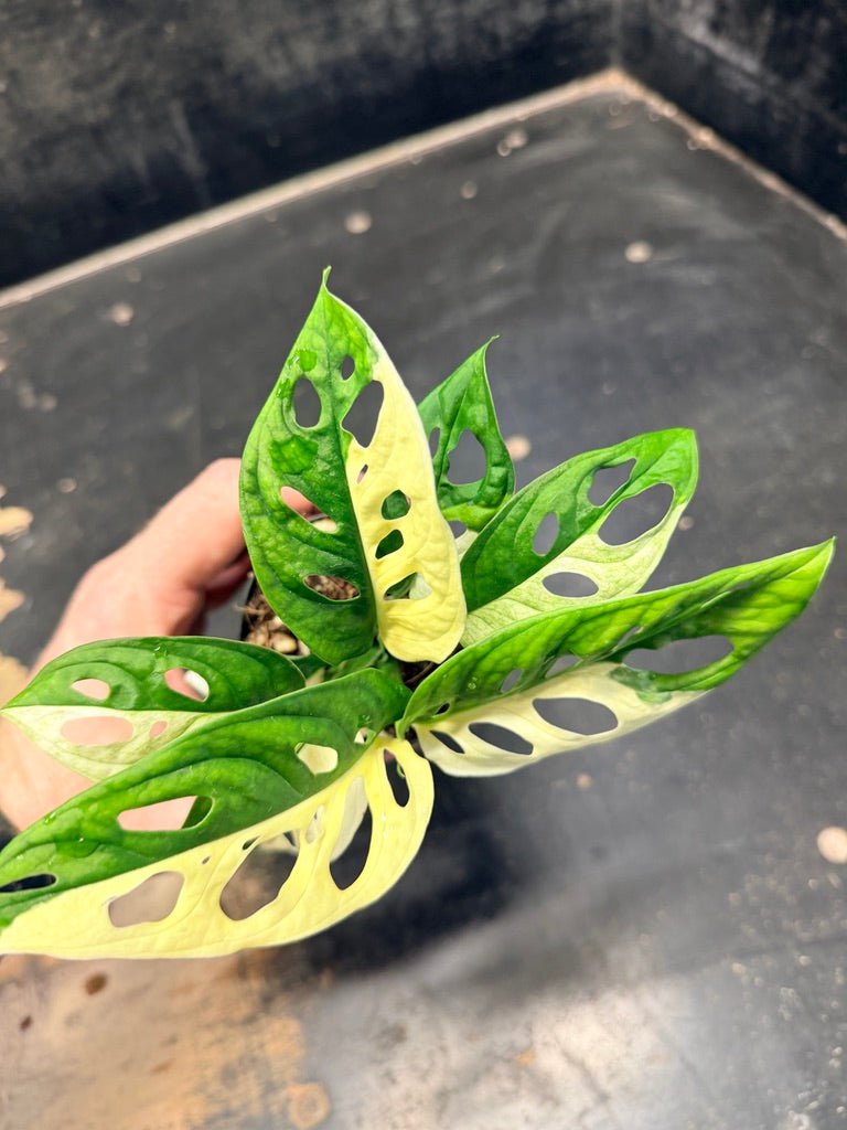 Handpicked 84 - Monstera Adansonii Monkey Mask Albo | Uprooted