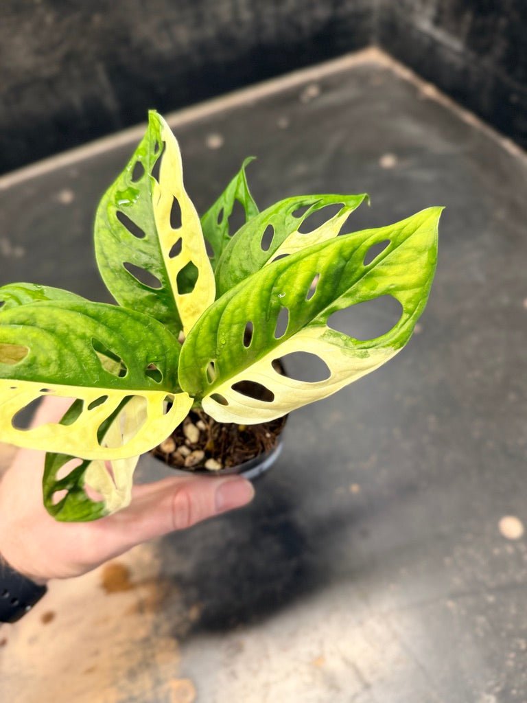 Handpicked 84 - Monstera Adansonii Monkey Mask Albo | Uprooted