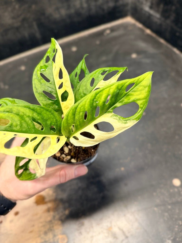 Handpicked 84 - Monstera Adansonii Monkey Mask Albo | Uprooted