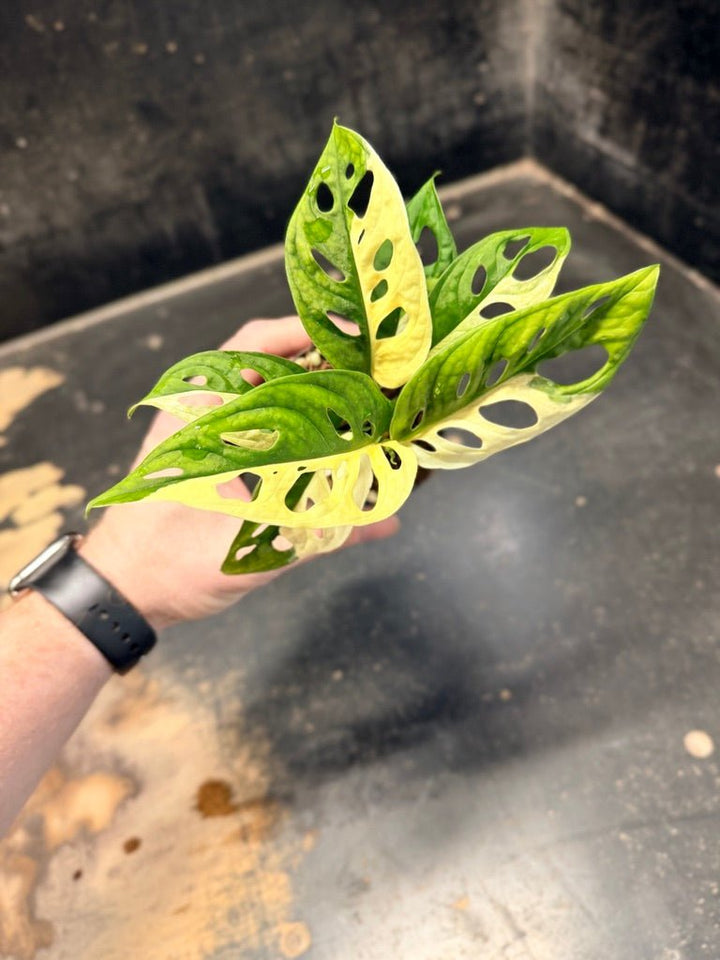 Handpicked 84 - Monstera Adansonii Monkey Mask Albo | Uprooted