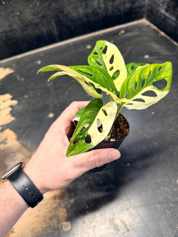 Handpicked 84 - Monstera Adansonii Monkey Mask Albo | Uprooted