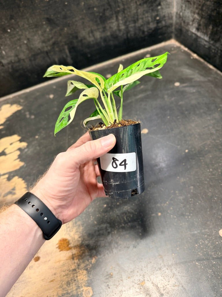 Handpicked 84 - Monstera Adansonii Monkey Mask Albo | Uprooted