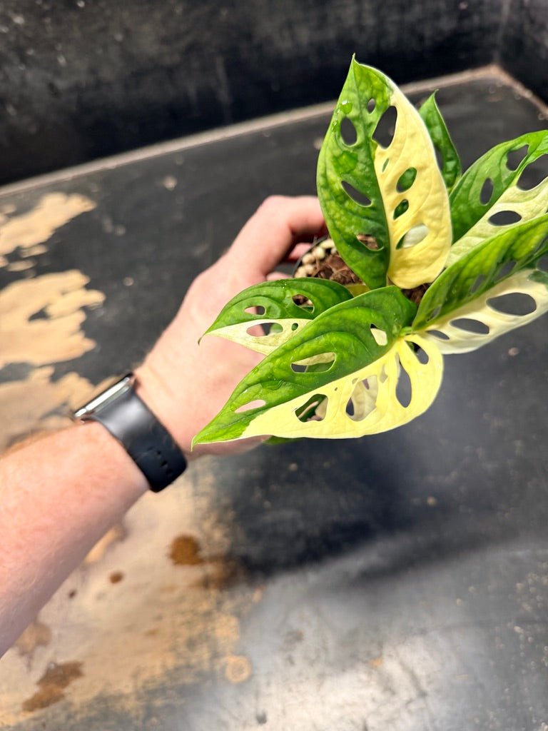 Handpicked 84 - Monstera Adansonii Monkey Mask Albo | Uprooted