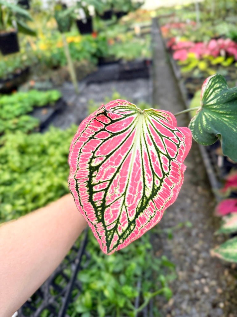 Handpicked 85 - Caladium Bicolor - Thai Beauty | Uprooted
