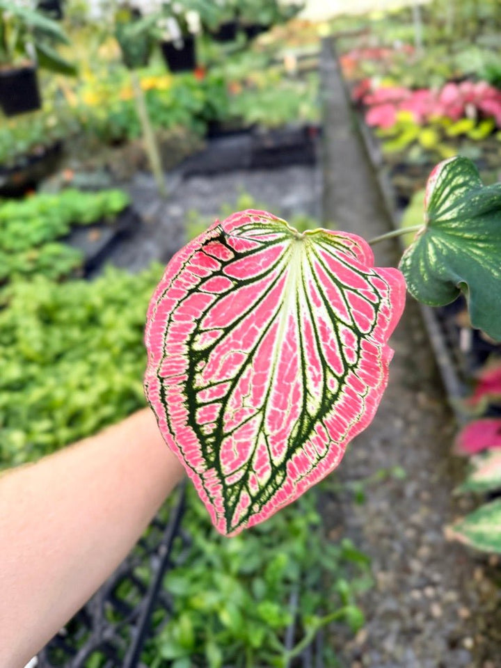Handpicked 85 - Caladium Bicolor - Thai Beauty | Uprooted