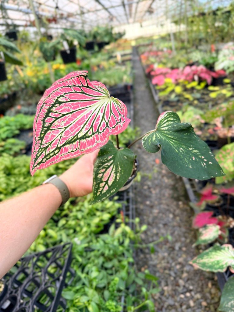 Handpicked 85 - Caladium Bicolor - Thai Beauty | Uprooted