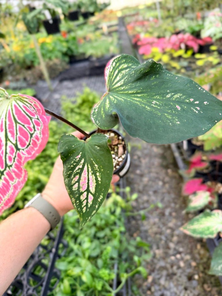 Handpicked 85 - Caladium Bicolor - Thai Beauty | Uprooted