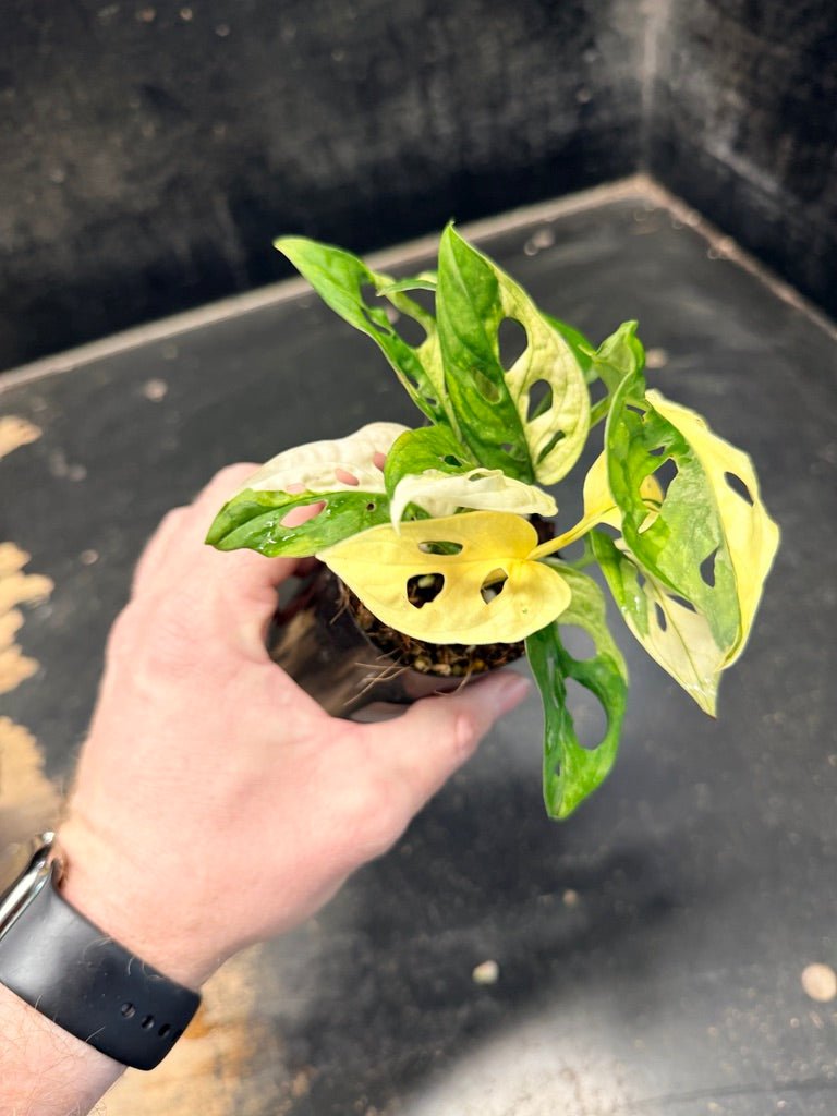 Handpicked 85 - Monstera Adansonii Monkey Mask Albo | Uprooted