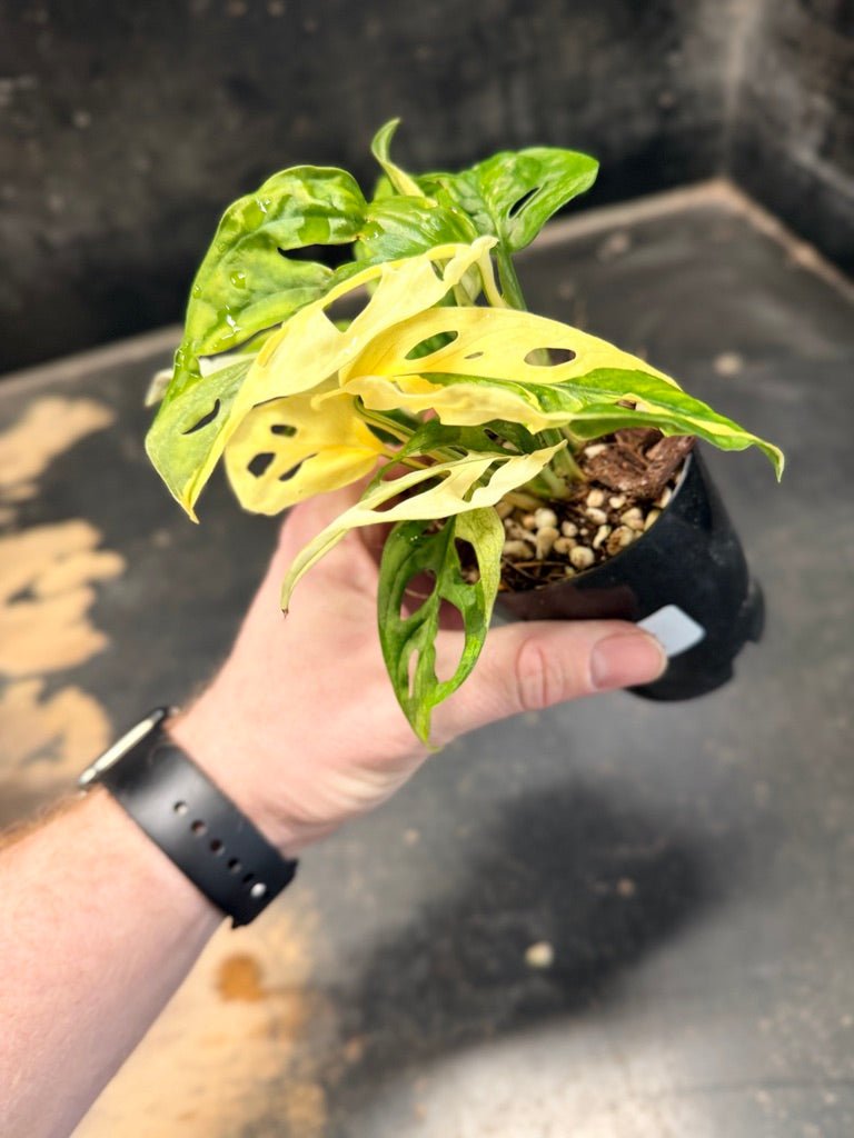 Handpicked 85 - Monstera Adansonii Monkey Mask Albo | Uprooted