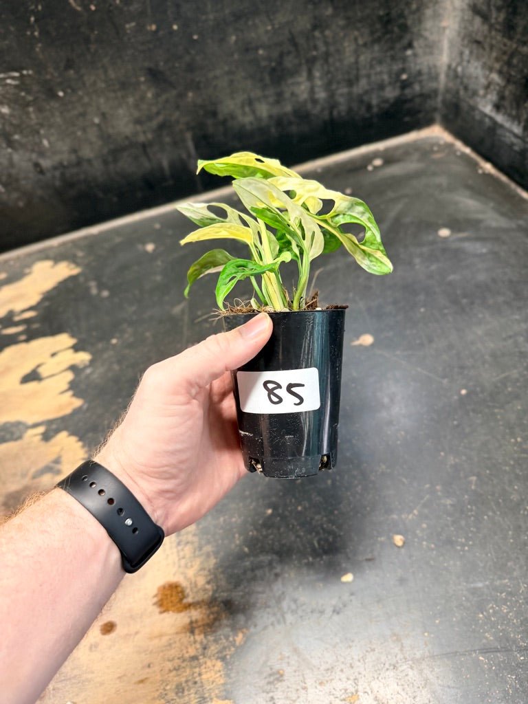 Handpicked 85 - Monstera Adansonii Monkey Mask Albo | Uprooted