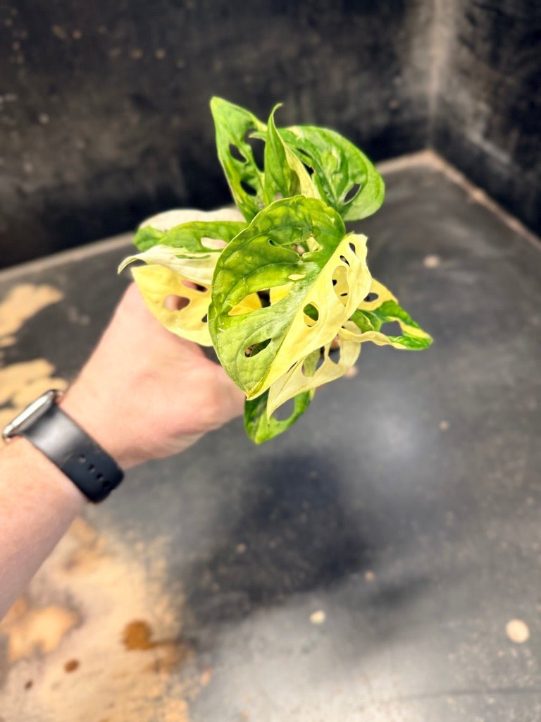 Handpicked 85 - Monstera Adansonii Monkey Mask Albo | Uprooted