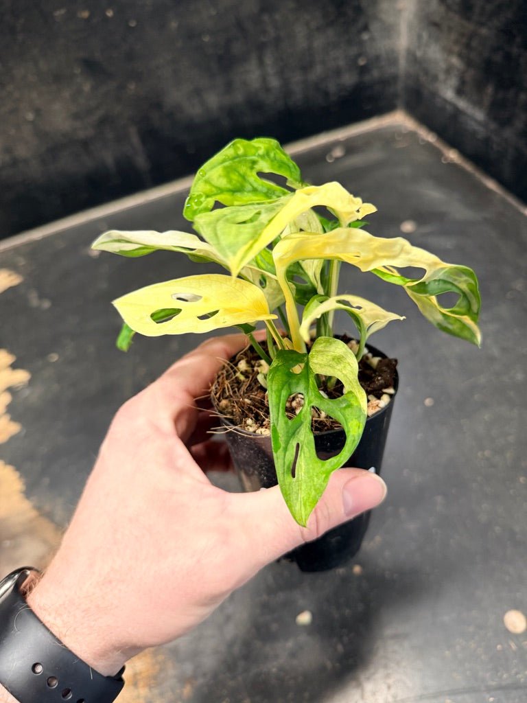 Handpicked 85 - Monstera Adansonii Monkey Mask Albo | Uprooted
