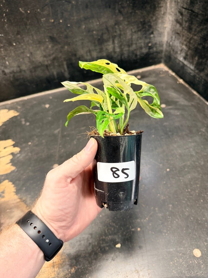 Handpicked 85 - Monstera Adansonii Monkey Mask Albo | Uprooted