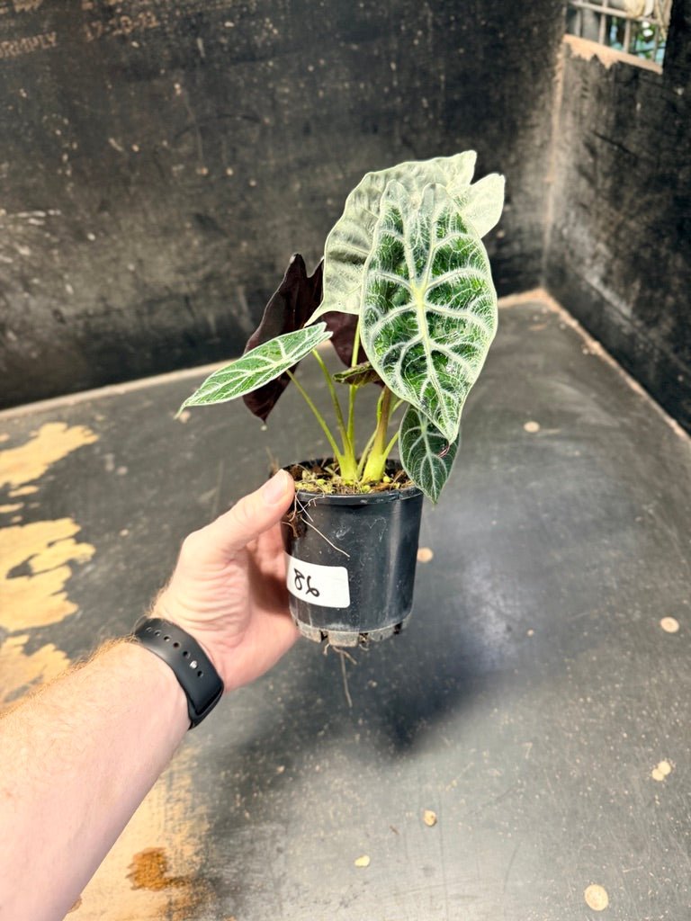 Handpicked 86 - Alocasia Longiloba [syn. Alocasia Watsoniana] - Lightning - Double Planted - 100mm Pot | Uprooted