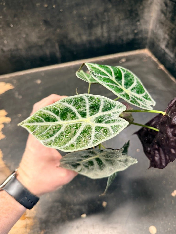 Handpicked 86 - Alocasia Longiloba [syn. Alocasia Watsoniana] - Lightning - Double Planted - 100mm Pot | Uprooted