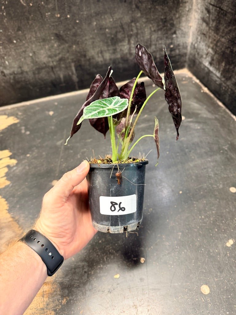 Handpicked 86 - Alocasia Longiloba [syn. Alocasia Watsoniana] - Lightning - Double Planted - 100mm Pot | Uprooted