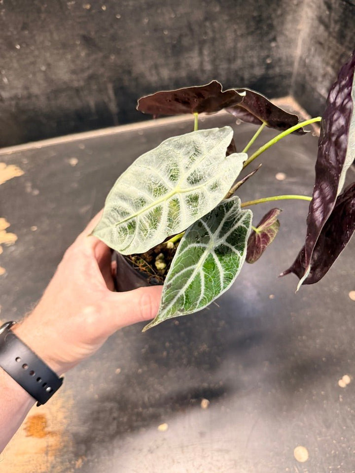 Handpicked 86 - Alocasia Longiloba [syn. Alocasia Watsoniana] - Lightning - Double Planted - 100mm Pot | Uprooted