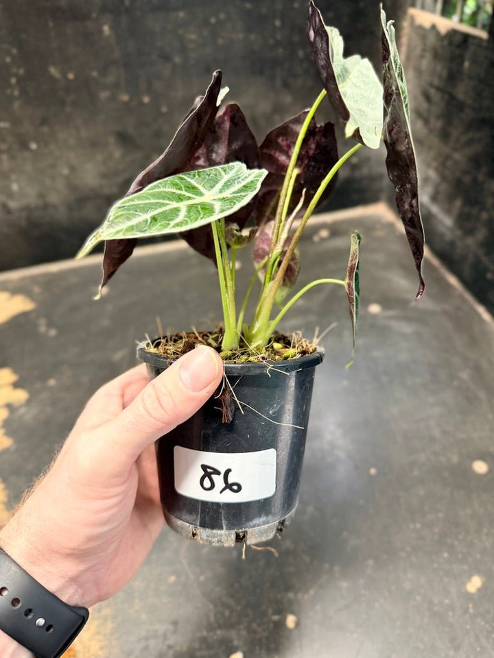 Handpicked 86 - Alocasia Longiloba [syn. Alocasia Watsoniana] - Lightning - Double Planted - 100mm Pot | Uprooted