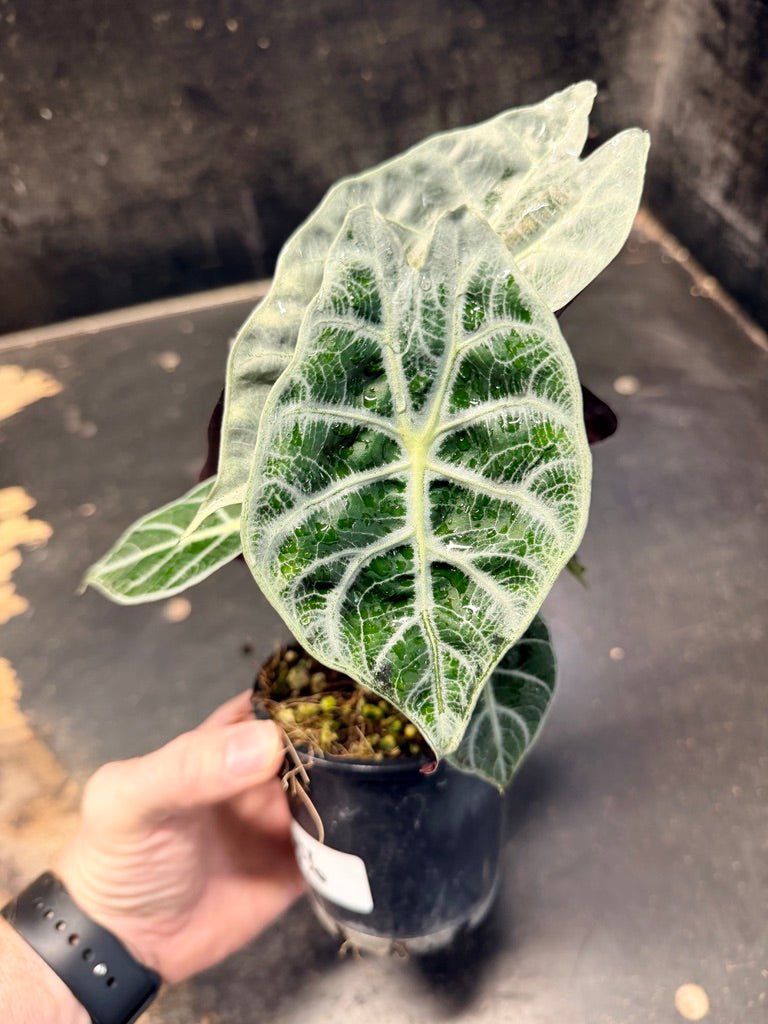 Handpicked 86 - Alocasia Longiloba [syn. Alocasia Watsoniana] - Lightning - Double Planted - 100mm Pot | Uprooted