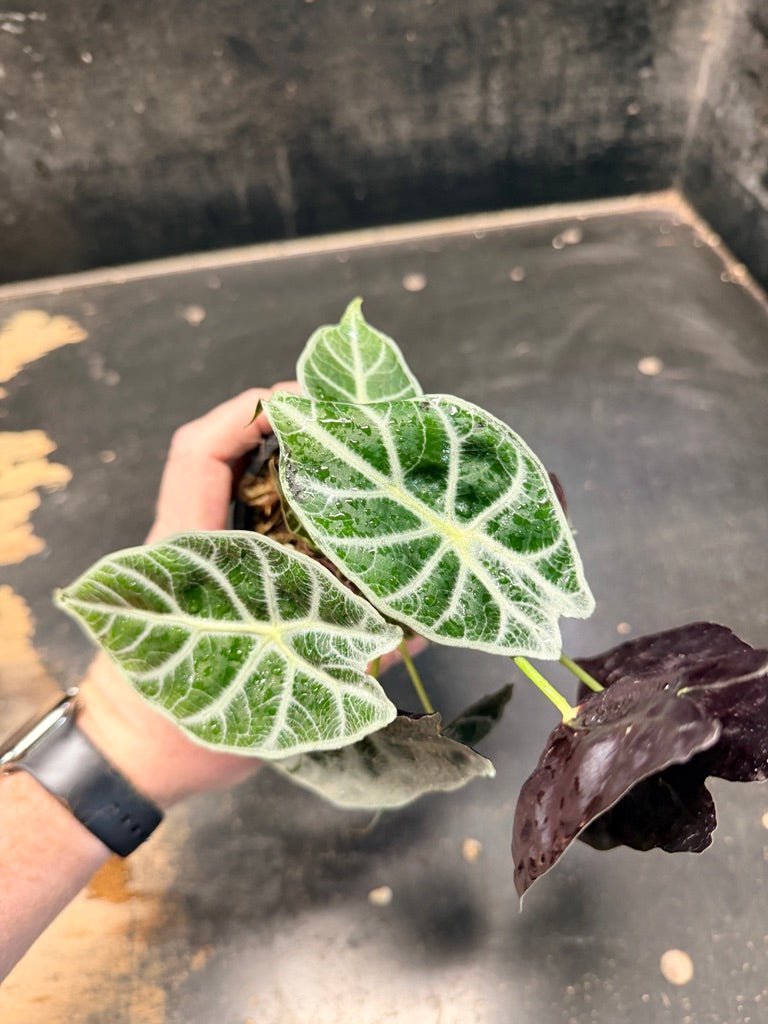 Handpicked 86 - Alocasia Longiloba [syn. Alocasia Watsoniana] - Lightning - Double Planted - 100mm Pot | Uprooted