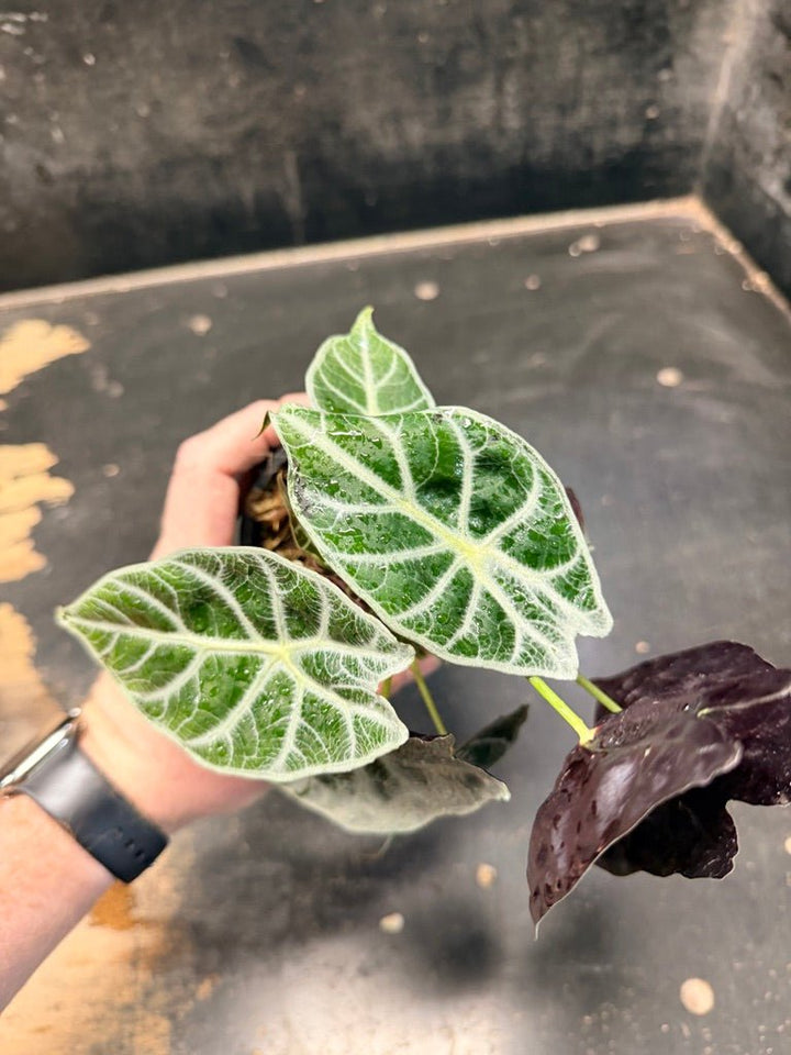 Handpicked 86 - Alocasia Longiloba [syn. Alocasia Watsoniana] - Lightning - Double Planted - 100mm Pot | Uprooted