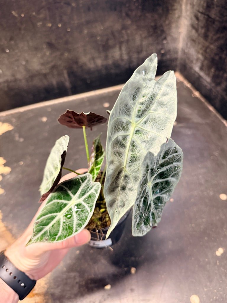 Handpicked 86 - Alocasia Longiloba [syn. Alocasia Watsoniana] - Lightning - Double Planted - 100mm Pot | Uprooted